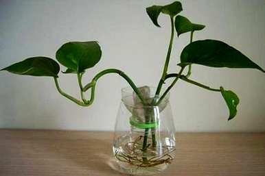 如何将绿萝移植到水中？绿萝插入水中会活吗？