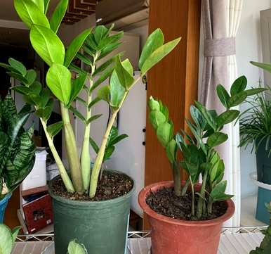 金钱树喜阴或喜阳植物，金钱树喜阴喜阳