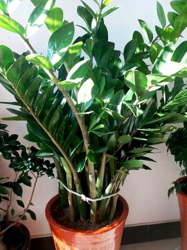 金钱树喜阴或喜阳植物，金钱树喜阴喜阳