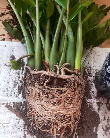 金钱树喜阴或喜阳植物，金钱树喜阴喜阳