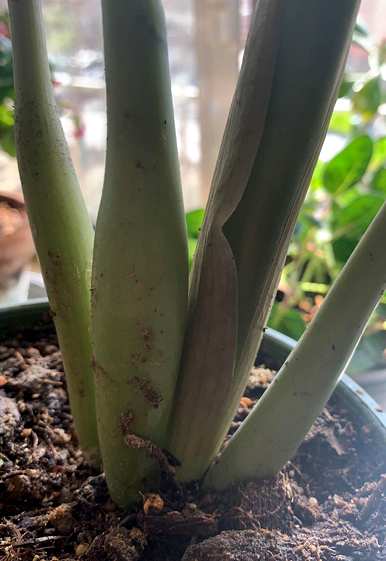 金钱树喜阴或喜阳植物，金钱树喜阴喜阳