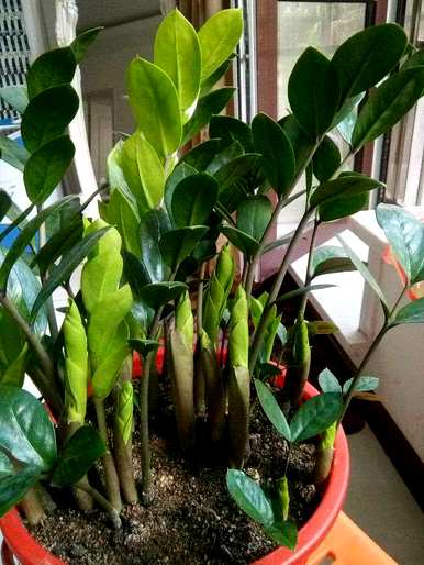 金钱树喜阴或喜阳植物，金钱树喜阴喜阳