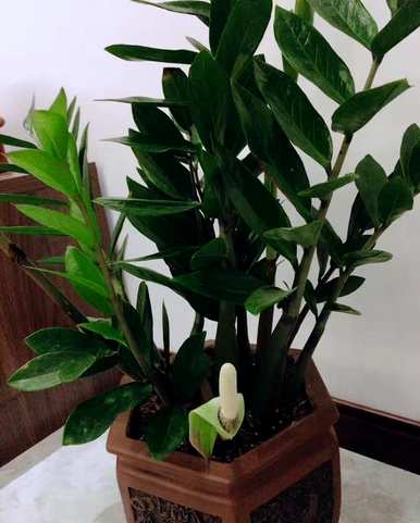 金钱树喜阴或喜阳植物，金钱树喜阴喜阳
