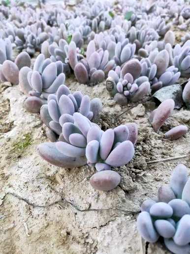 法师喜欢酸性土壤吗？什么土壤适合种植肉质？