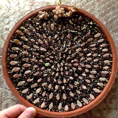 法师喜欢酸性土壤吗？什么土壤适合种植肉质？