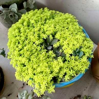 法师喜欢酸性土壤吗？什么土壤适合种植肉质？