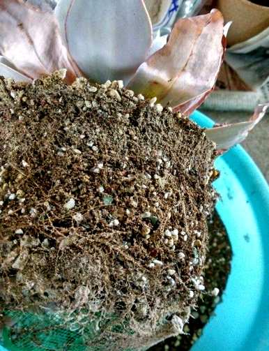 法师喜欢酸性土壤吗？什么土壤适合种植肉质？