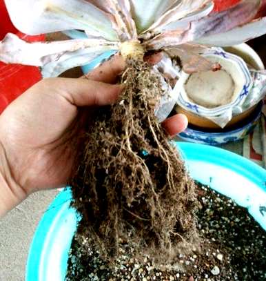 法师喜欢酸性土壤吗？什么土壤适合种植肉质？