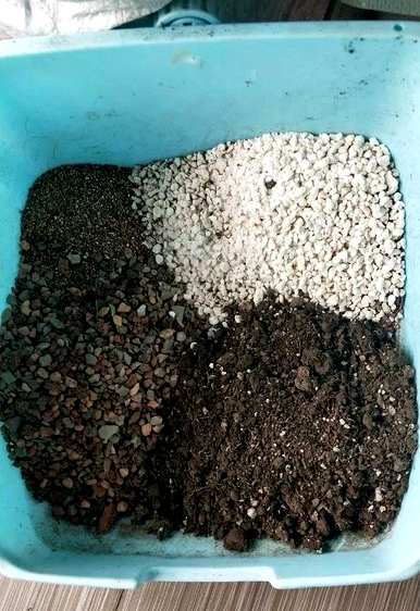 法师喜欢酸性土壤吗？什么土壤适合种植肉质？