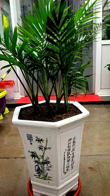 螺纹铁变软了怎么办？如何维护散尾葵？