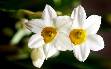 水仙花种球发芽怎么办，水仙花种球怎么种？