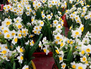 水仙花种球发芽怎么办，水仙花种球怎么种？