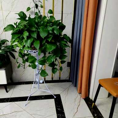 家里的植物可以吸收甲醛。吸收甲醛的植物有哪些？