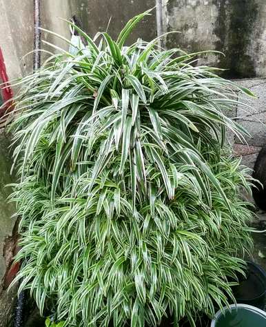 家里的植物可以吸收甲醛。吸收甲醛的植物有哪些？
