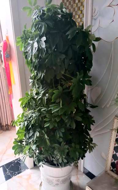 家里的植物可以吸收甲醛。吸收甲醛的植物有哪些？