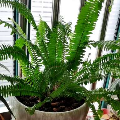 家里的植物可以吸收甲醛。吸收甲醛的植物有哪些？
