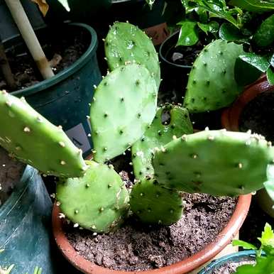 家里的植物可以吸收甲醛。吸收甲醛的植物有哪些？