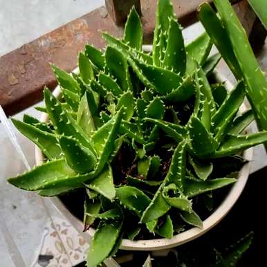 家里的植物可以吸收甲醛。吸收甲醛的植物有哪些？