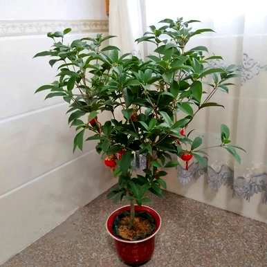 阳台可以养桂花盆景吗？为什么桂花不能养活阳台？