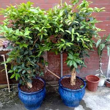 阳台可以养桂花盆景吗？为什么桂花不能养活阳台？