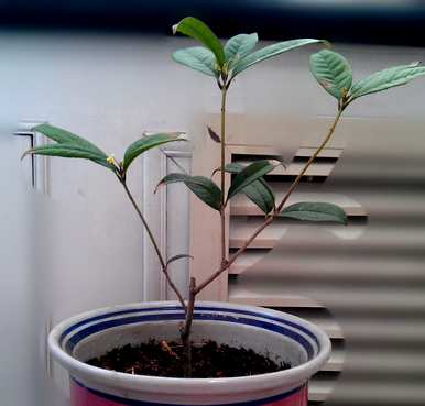 阳台可以养桂花盆景吗？为什么桂花不能养活阳台？