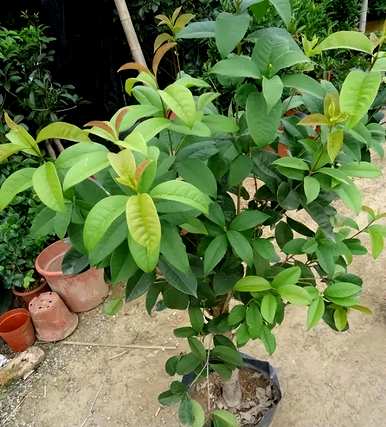 阳台可以养桂花盆景吗？为什么桂花不能养活阳台？