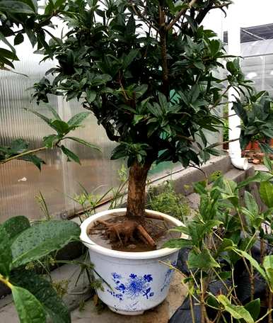 阳台可以养桂花盆景吗？为什么桂花不能养活阳台？