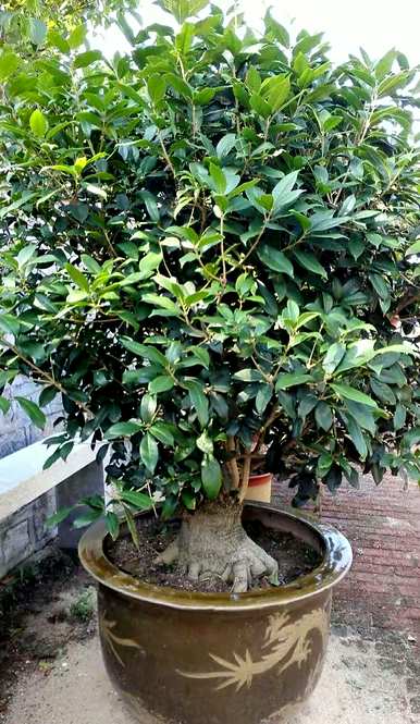 阳台可以养桂花盆景吗？为什么桂花不能养活阳台？