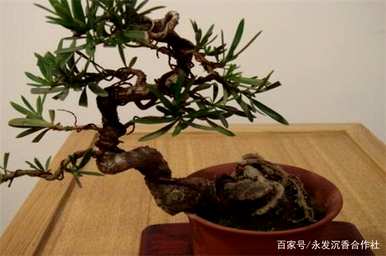 四季红罗汉松品种，罗汉松哪个品种好？