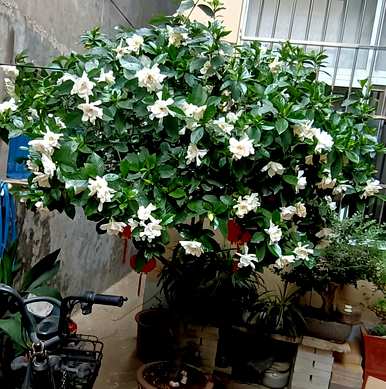 四季栀子花怎么养才开花，栀子花什么时候开花？