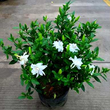 四季栀子花怎么养才开花，栀子花什么时候开花？