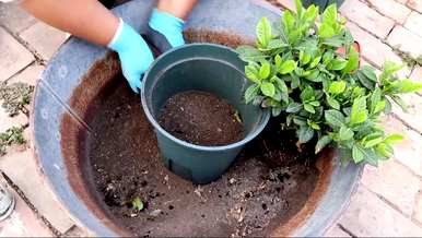 四季栀子花怎么养才开花，栀子花什么时候开花？