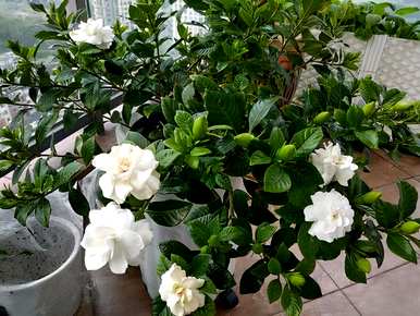 四季栀子花怎么养才开花，栀子花什么时候开花？