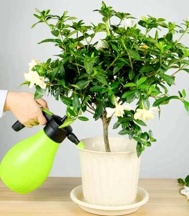 四季栀子花怎么养才开花，栀子花什么时候开花？