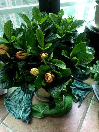 四季栀子花怎么养才开花，栀子花什么时候开花？