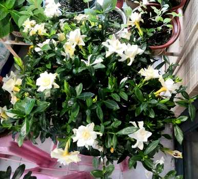 四季栀子花怎么养才开花，栀子花什么时候开花？
