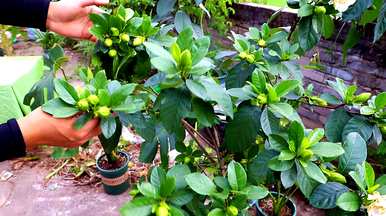 四季栀子花怎么养才开花，栀子花什么时候开花？