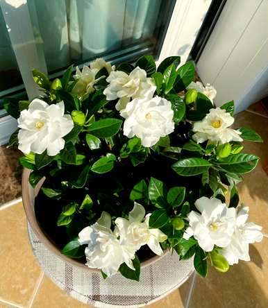 四季栀子花怎么养才开花，栀子花什么时候开花？