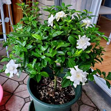 四季栀子花怎么养才开花，栀子花什么时候开花？