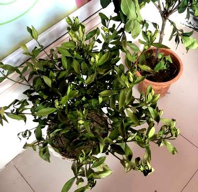 四季栀子花怎么养才开花，栀子花什么时候开花？