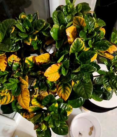四季栀子花怎么养才开花，栀子花什么时候开花？