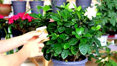 四季栀子花怎么养才开花，栀子花什么时候开花？