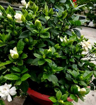 四季栀子花怎么养才开花，栀子花什么时候开花？