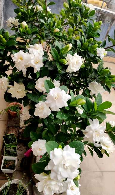 四季栀子花怎么养才开花，栀子花什么时候开花？