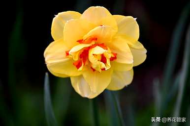 水仙花的颜色和气味，水仙花有几种颜色