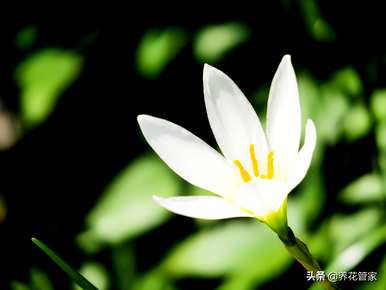 水仙花的颜色和气味，水仙花有几种颜色