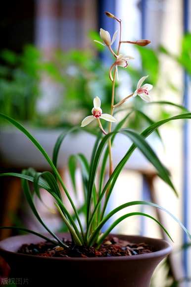 兰花移植育种方法及注意事项、兰花育种方法及注意事项