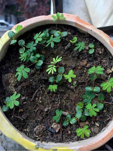 如何种植含羞草，含羞草什么时候结籽
