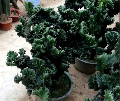 什么是适合懒人养的室内绿色植物，懒人养不死的绿色植物？