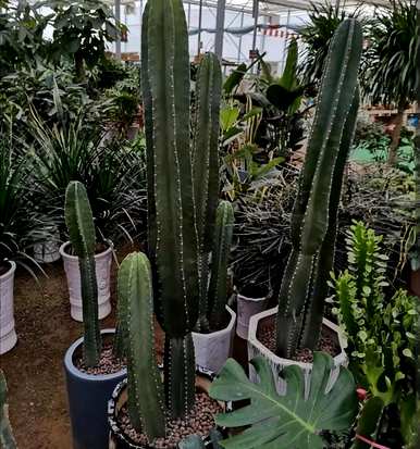 什么是适合懒人养的室内绿色植物，懒人养不死的绿色植物？
